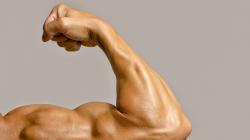 Двуглавая мышца плеча: строение и функции Функции 2х главой мышцы плеча