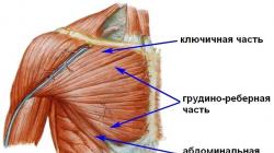Анатомия грудных мышц,большая грудная мышца,малая грудная мышца Мышцы грудной клетки структура функция